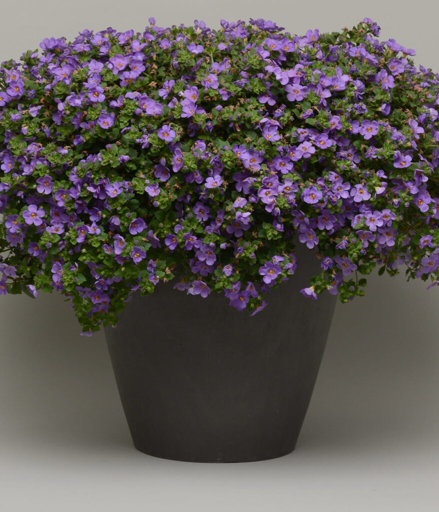 Bakopa do pelargonii